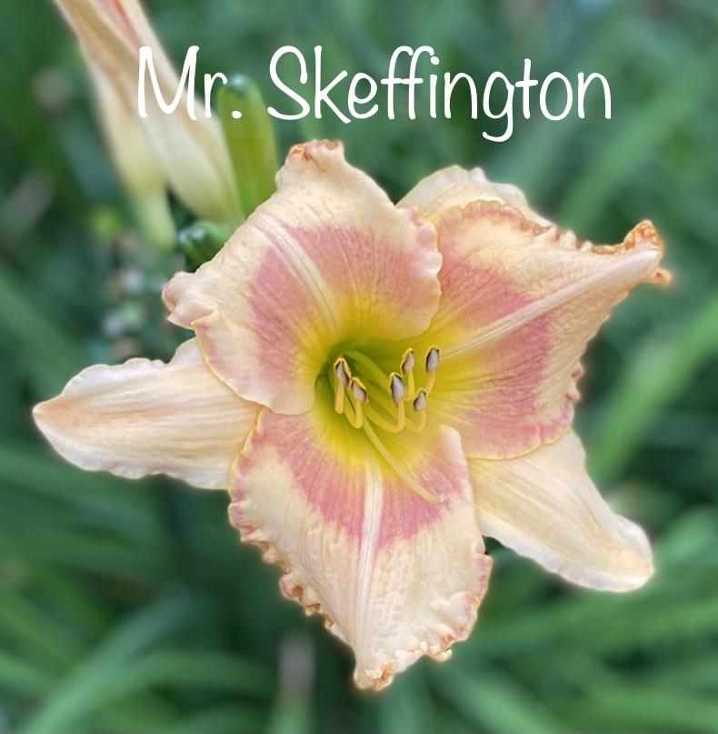 Photo of Daylily (Hemerocallis 'Mr Skeffington') uploaded by amberjewel