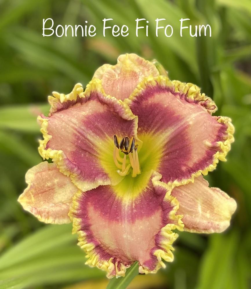 Photo of Daylily (Hemerocallis 'Bonnie Fee Fi Fo Fum') uploaded by amberjewel