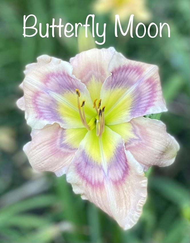 Photo of Daylily (Hemerocallis 'Butterfly Moon') uploaded by amberjewel