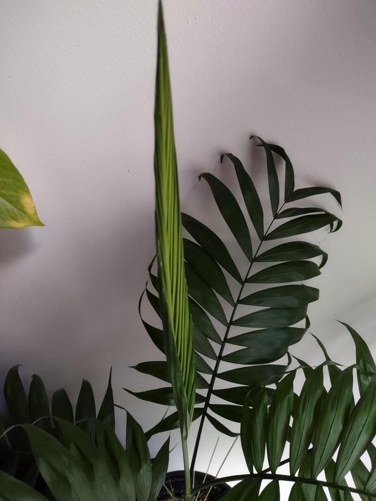 Photo of Parlor Palm (Chamaedorea elegans) uploaded by joannakat