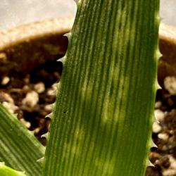 
Aloe hybrid ‘mint stripes’ leave detail