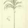 illustration [as G. multiflora] by W. Fitch from Wallace's 'Palm 