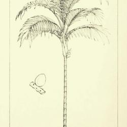 
Date: c. 1853
illustration [as G. multiflora] by W. Fitch from Wallace's 'Palm 