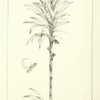 illustration [as G. rectifolia] by W. Fitch from Wallace's 'Palm 