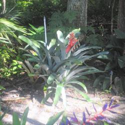 Location: Hugh Taylor Birch State Park in Fort Lauderdale, Florida
Date: 2022-02-21
specimen planted along a narrow path