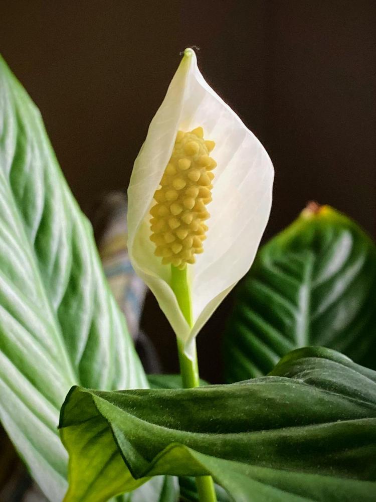 Photo of Peace Lilies (Spathiphyllum) uploaded by Jldm