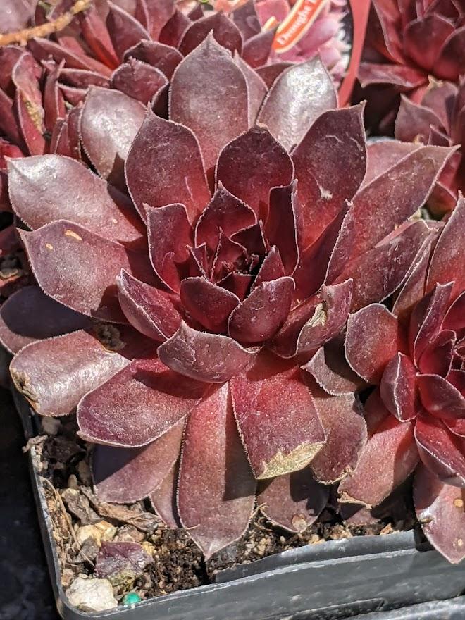 Photo of Hen and Chicks (Sempervivum 'Pacific Devil's Food') uploaded by Joy