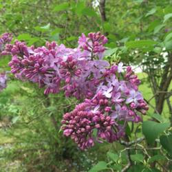 Location: Southern Maine
Date: 2016-05-26
Flowers of my common lavender Lilac were pink in 2016… not sure