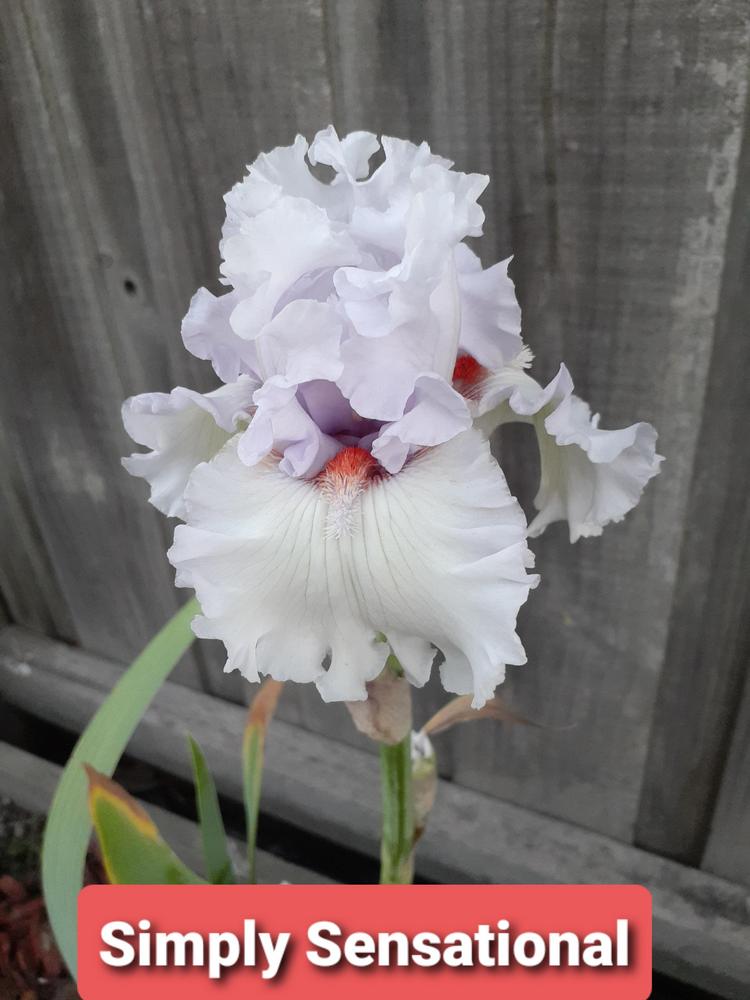 Photo of Tall Bearded Iris (Iris 'Simply Sensational') uploaded by PaulaHocking