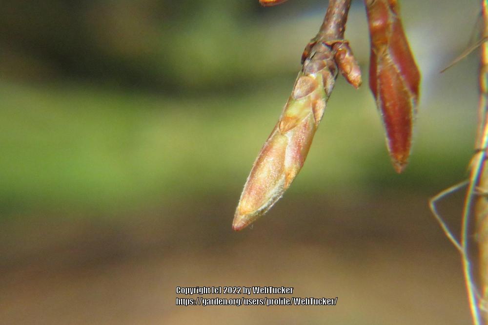 Photo of Silver Maple (Acer saccharinum) uploaded by WebTucker