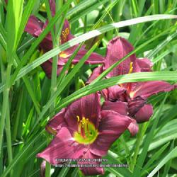 Location: my front yard
Date: 2011-07-13
Grape Velvet daylily with Ornamental grass