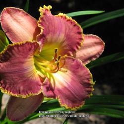 Location: my front yard
Date: 2013-07-11
Storm Of The Century daylily, It always amazes me how the color c