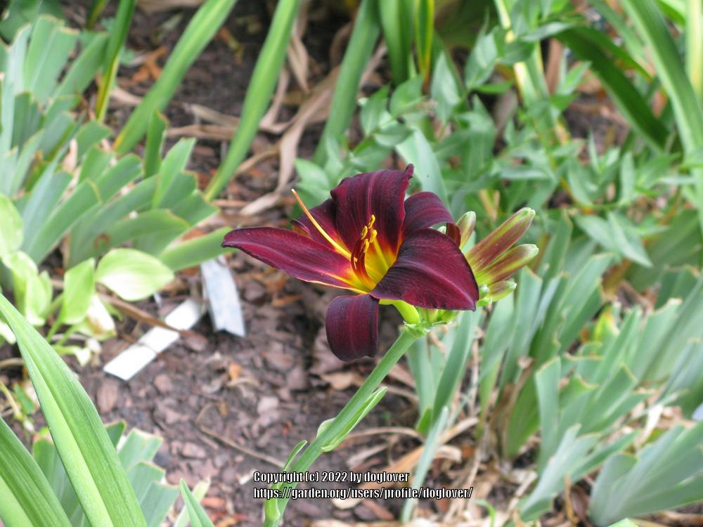 Photo of Daylily (Hemerocallis 'Root Beer') uploaded by doglover