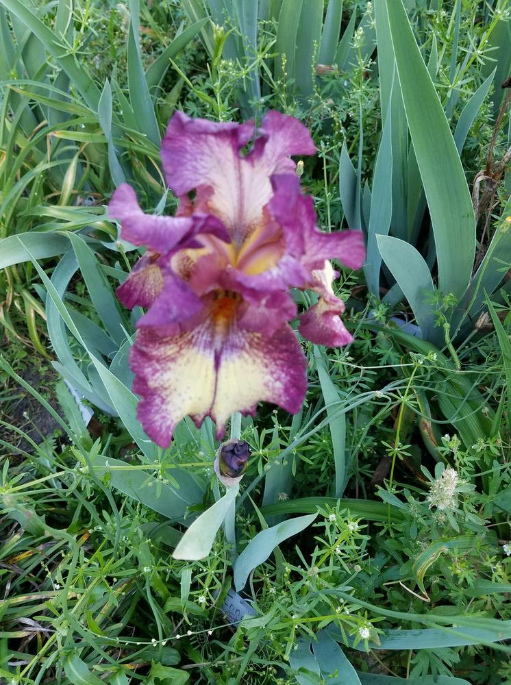 Photo of Tall Bearded Iris (Iris 'Innocent Star') uploaded by hol36