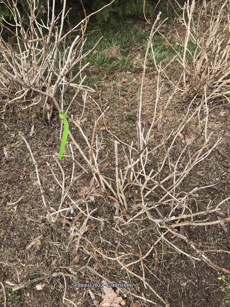 Photo of Lacecap Hydrangea (Hydrangea macrophylla Endless Summer® Twist-n-Shout®) uploaded by sedumzz