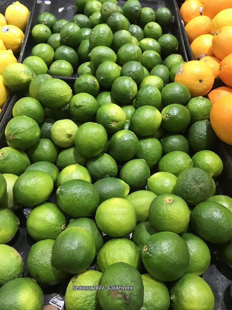 Photo of Key Lime (Citrus x aurantiifolia) uploaded by sedumzz