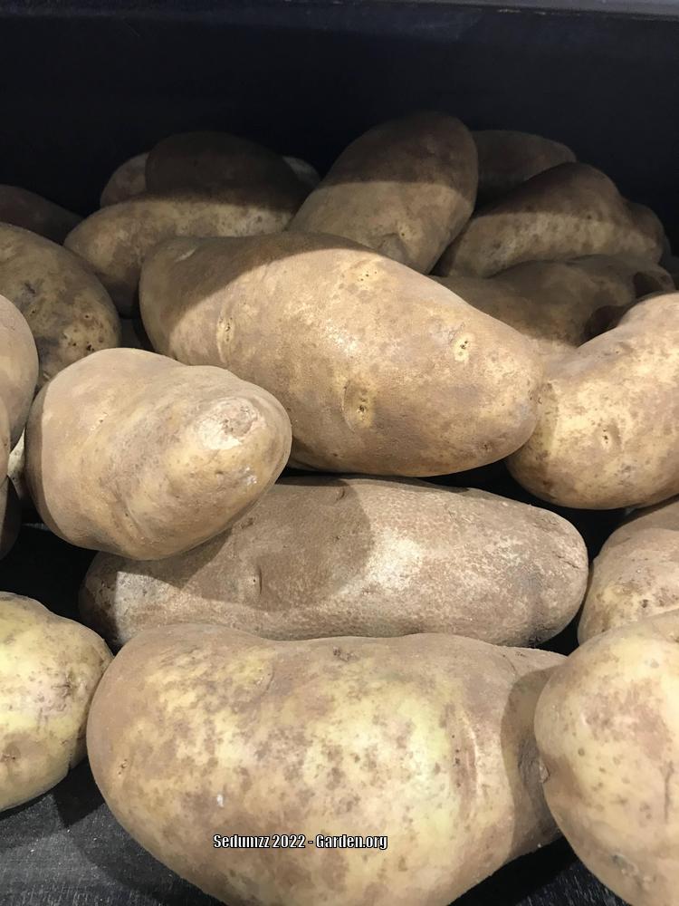 Photo of Potatoes (Solanum tuberosum) uploaded by sedumzz