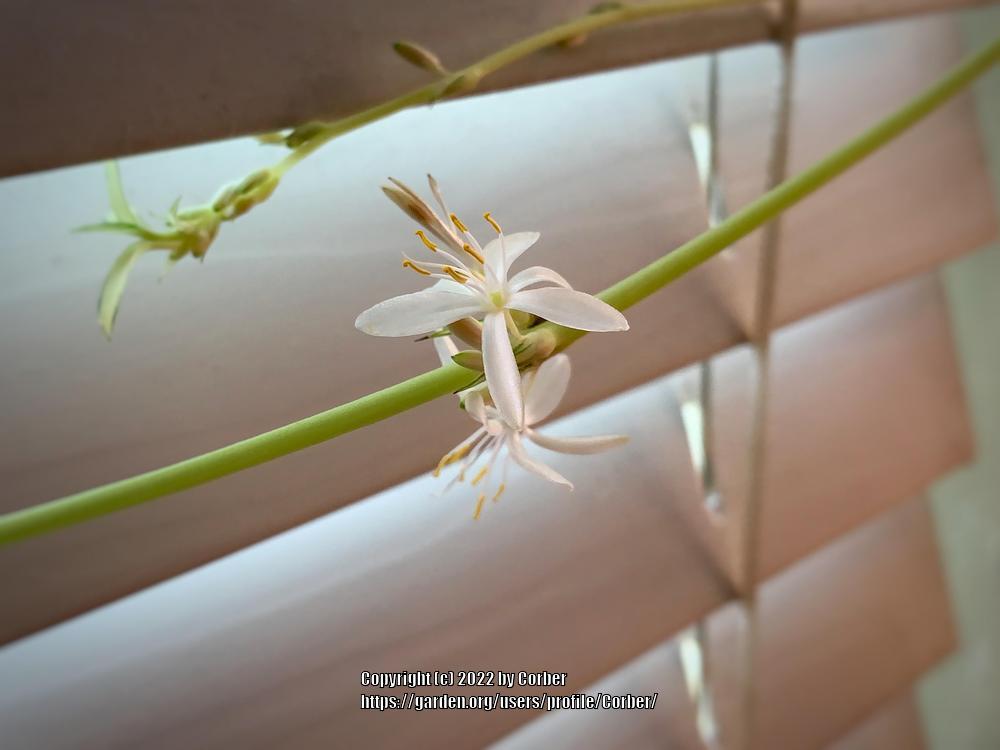 Photo of Spider Plant (Chlorophytum comosum) uploaded by Corber