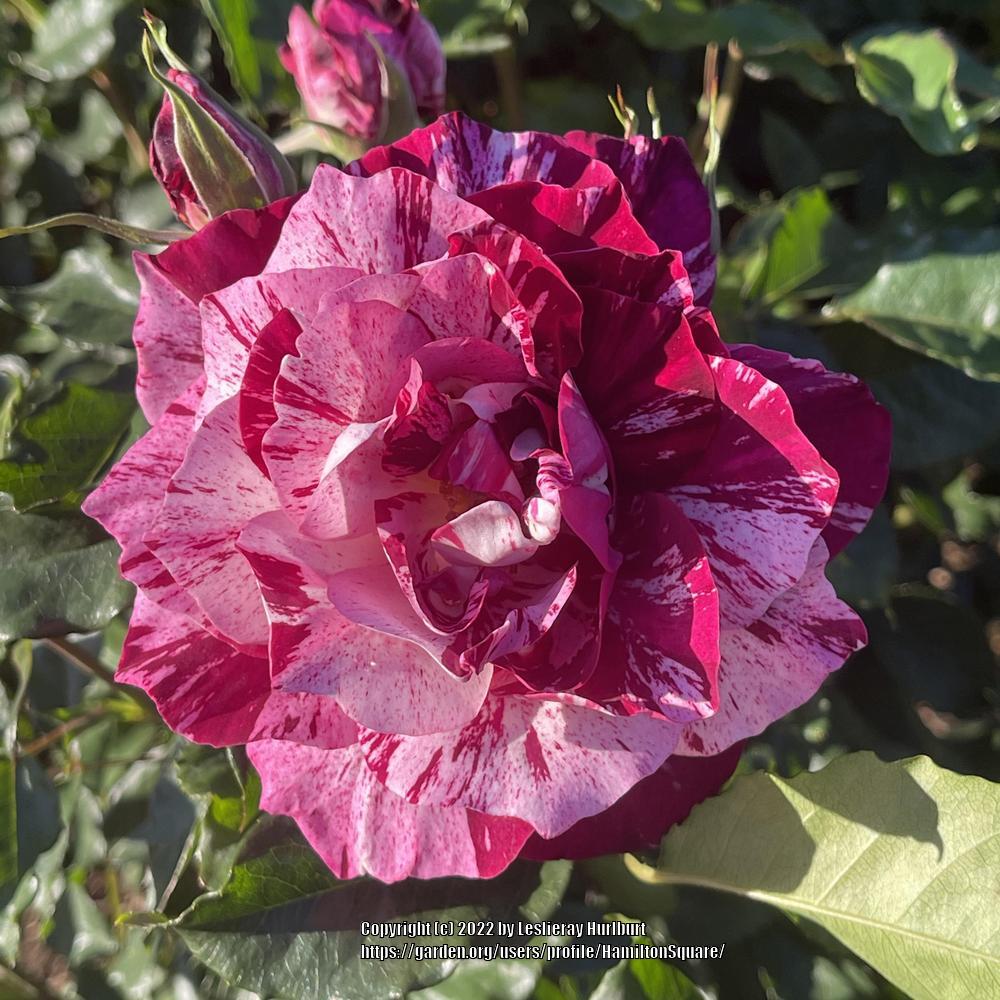 Photo of Rose (Rosa 'Purple Tiger') uploaded by HamiltonSquare