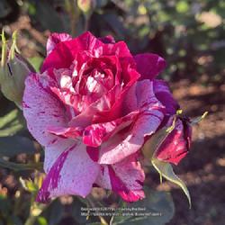 Location: World Peace Rose Garden, Capital Park, Sacramento CA.
Date: 2022-03-29