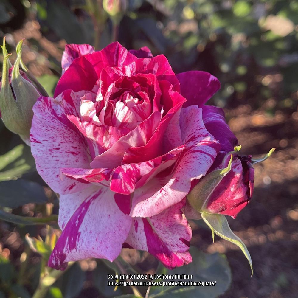 Photo of Rose (Rosa 'Purple Tiger') uploaded by HamiltonSquare