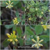 Lesser yellow trefoil #117; RAB p. 592 , 98-14-14; AG page 128, 3