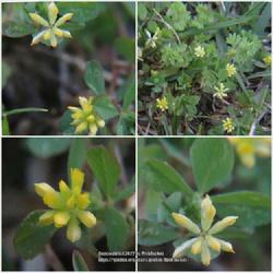 Location: Aberdeen, NC
Date: April 1, 2022
Lesser yellow trefoil #117; RAB p. 592 , 98-14-14; AG page 128, 3
