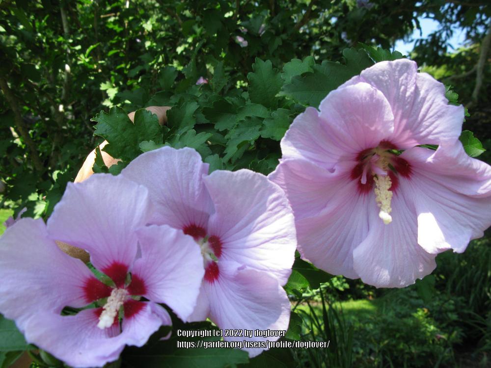 Photo of Roses of Sharon (Hibiscus syriacus) uploaded by doglover