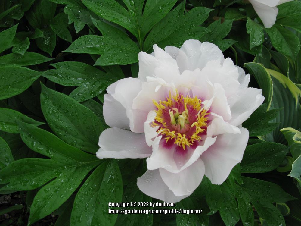 Photo of Itoh Peony (Paeonia 'Cora Louise') uploaded by doglover