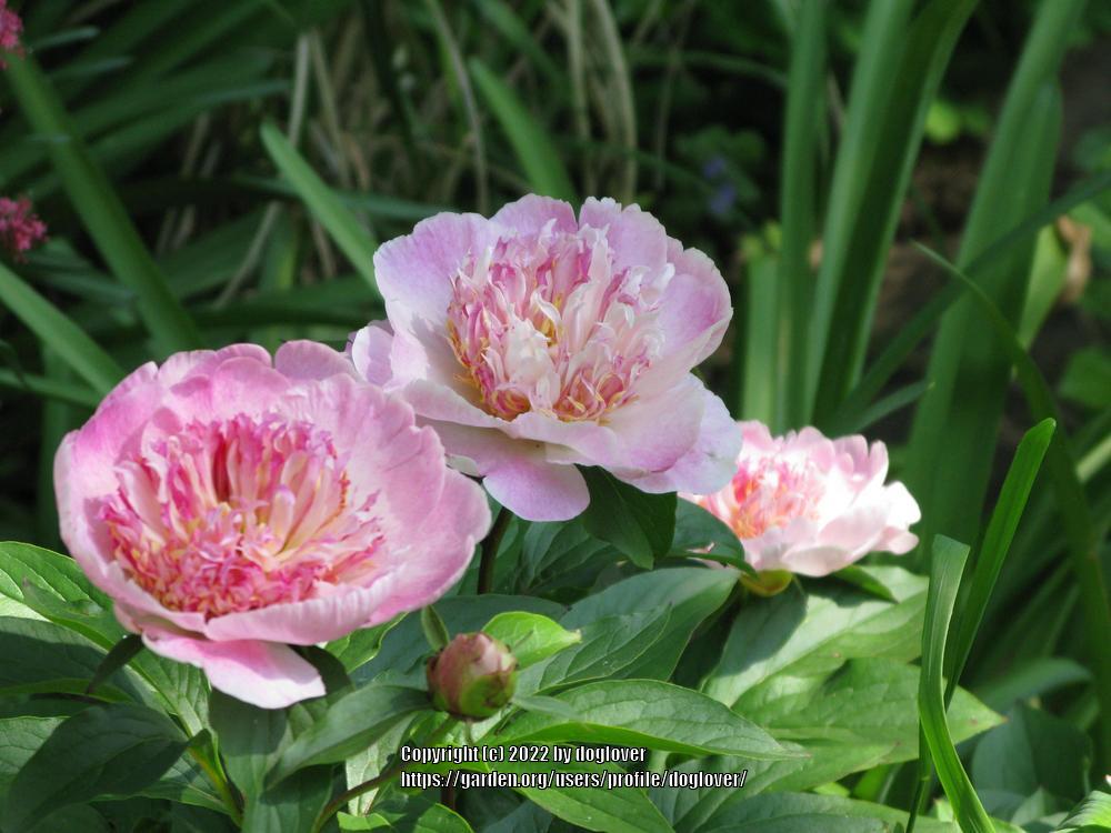 Photo of Peony (Paeonia lactiflora 'Do Tell') uploaded by doglover