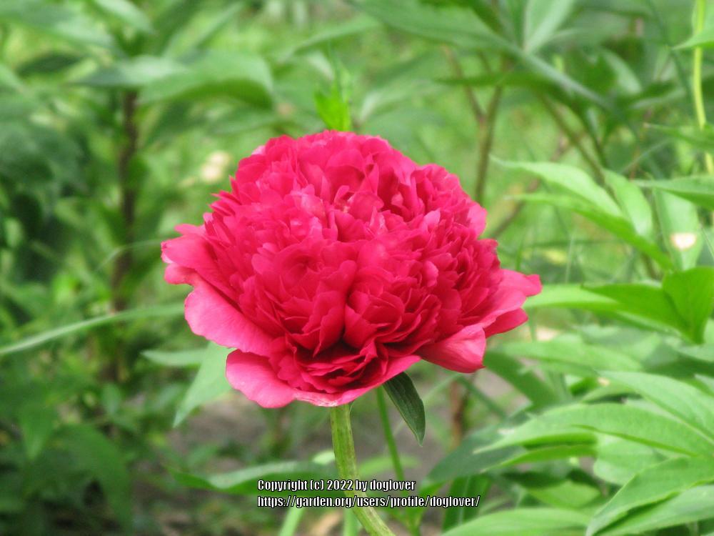 Photo of Peony (Paeonia 'Command Performance') uploaded by doglover