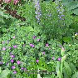 Location: my front yard
Date: 2012-05-05
Geranium Max Frei with Baptisia, iris, peonies and other perennia