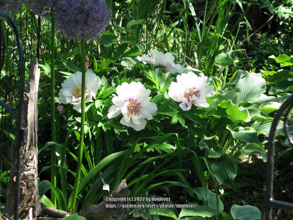 Photo of Itoh Peony (Paeonia 'Cora Louise') uploaded by doglover
