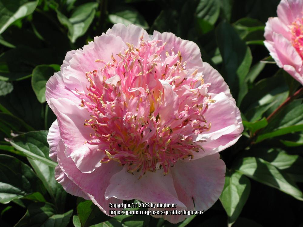 Photo of Peony (Paeonia lactiflora 'Do Tell') uploaded by doglover