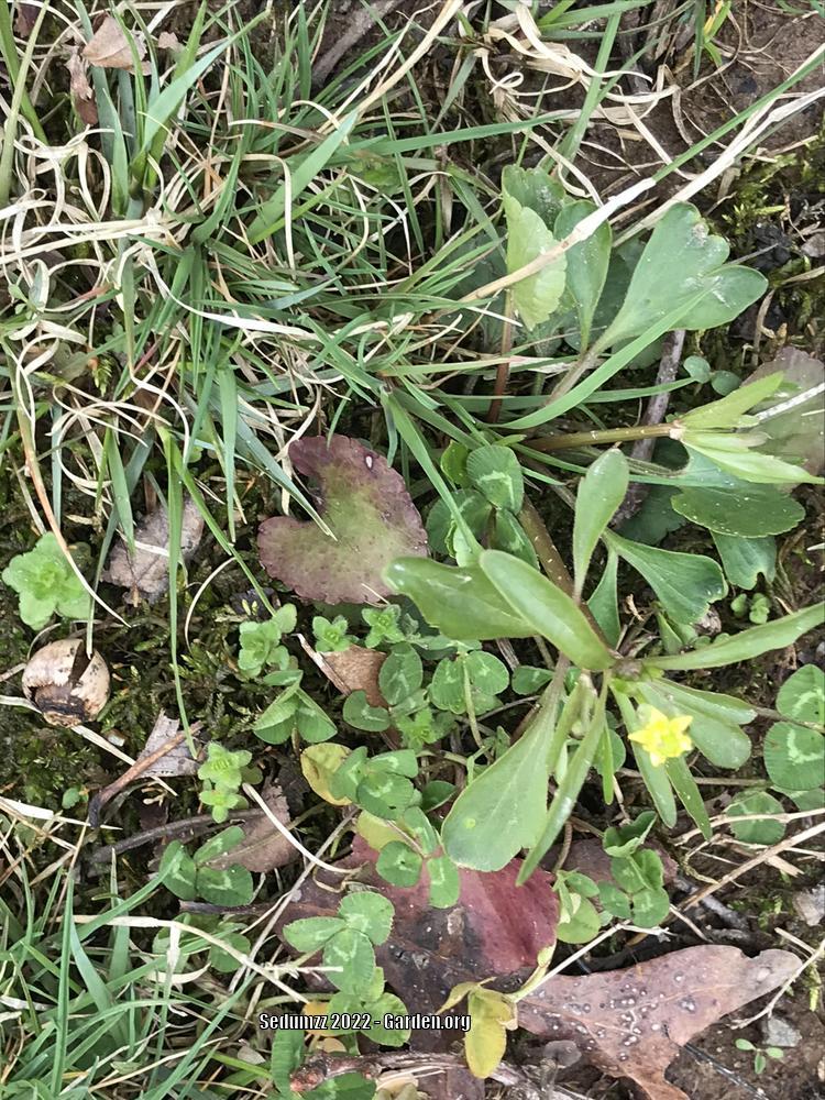 Photo of Small-flowered Buttercup (Ranunculus abortivus) uploaded by sedumzz