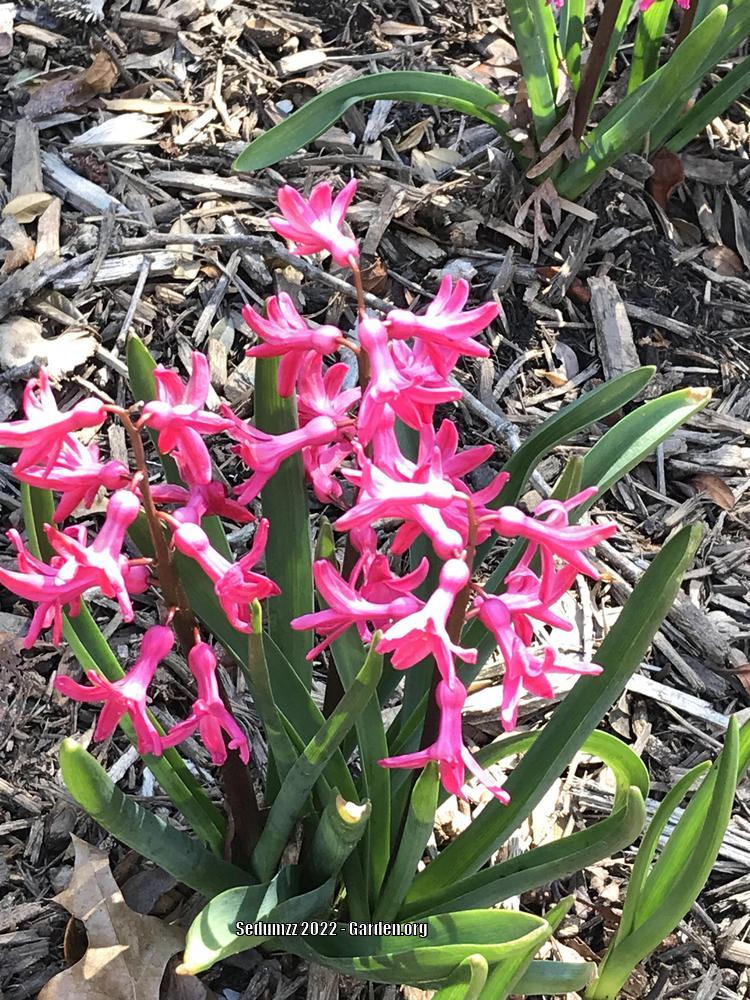 Photo of Dutch Hyacinth (Hyacinthus orientalis 'Pink Pearl') uploaded by sedumzz
