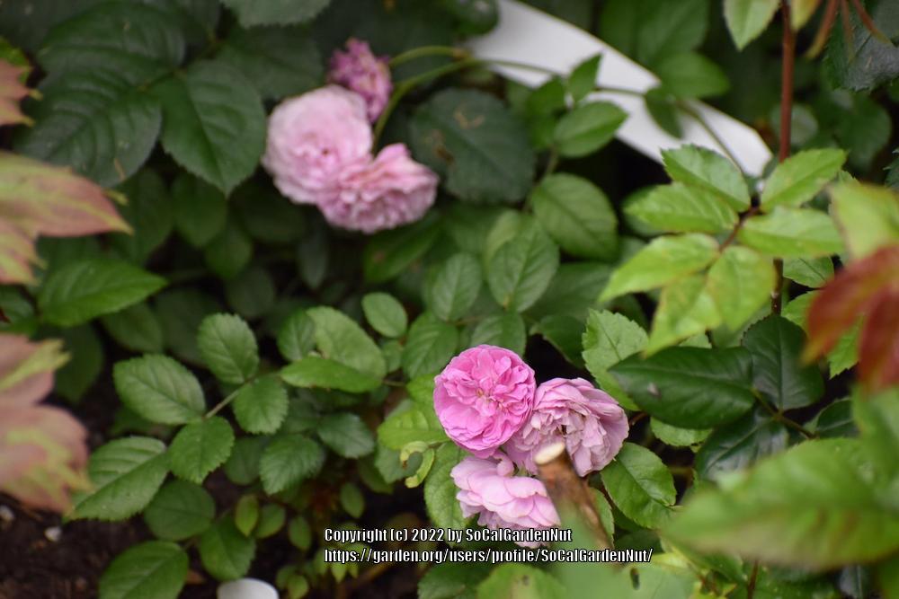 Photo of Rose (Rosa 'Excellenz von Schubert') uploaded by SoCalGardenNut