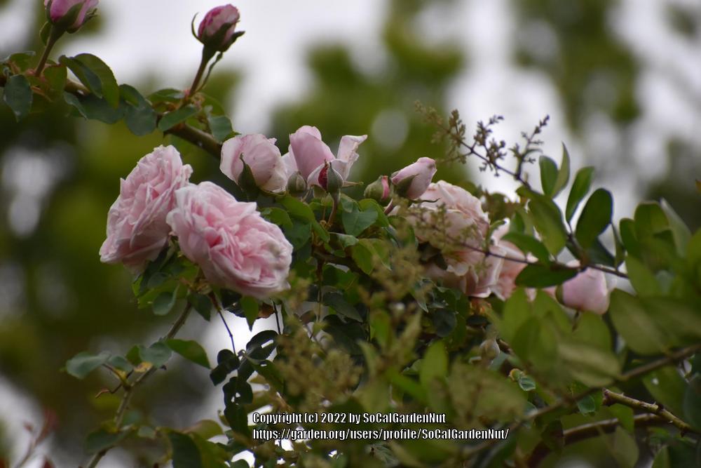 Photo of Rose (Rosa 'Souvenir de la Malmaison, Cl.') uploaded by SoCalGardenNut