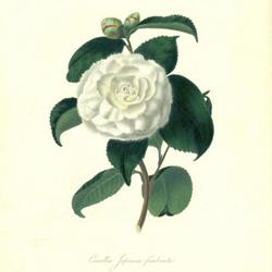 
Date: c. 1831
illustration from Chandler & Booth's 'Illustrations and descripti