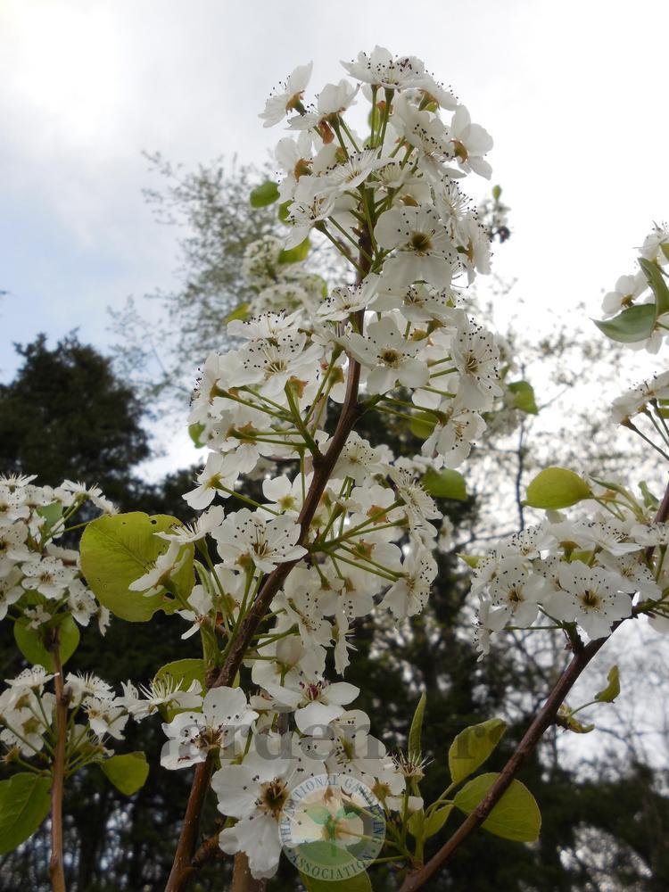 Photo of Callery Pear (Pyrus calleryana Chanticleer®) uploaded by Frillylily