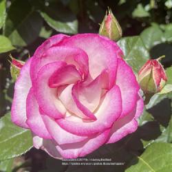 Location: World Peace Rose Garden, Capital Park, Sacramento CA.
Date: 2022-04-03
