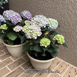 Location: Tampa, FL
Date: 04/03/2022
The rescued Sibling Hydrangeas