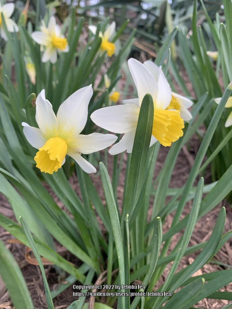 Photo of Jonquilla Daffodil (Narcissus 'Golden Echo') uploaded by JebobaTea