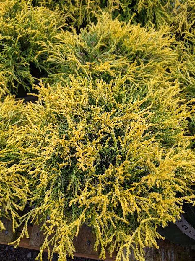 Photo of Sawara Cypress (Chamaecyparis pisifera 'Golden Charm') uploaded by Joy