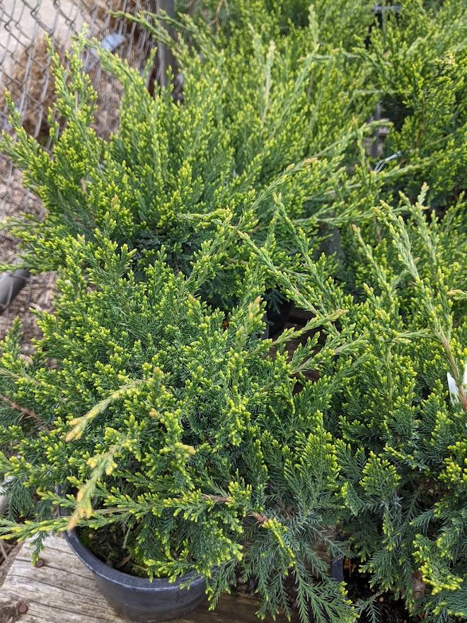 Photo of Chinese Juniper (Juniperus x pfitzeriana 'Sea Green') uploaded by Joy