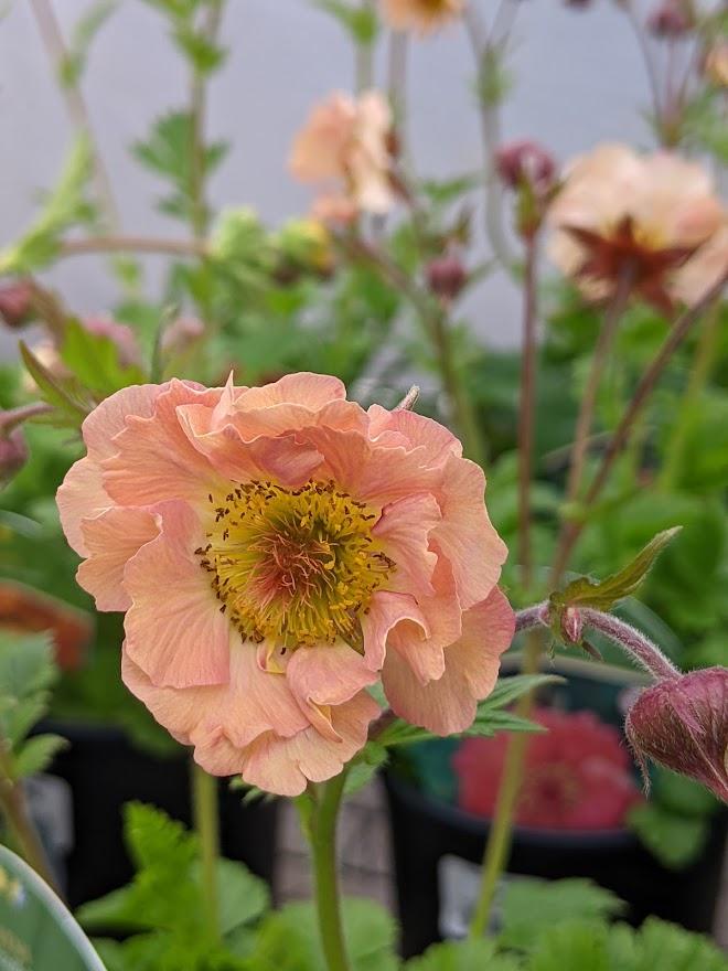 Photo of Grecian Rose (Geum Cocktails™ Mai Tai) uploaded by Joy