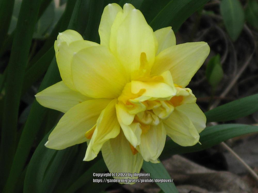 Photo of Double Daffodil (Narcissus 'Tahiti') uploaded by doglover