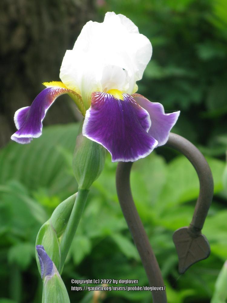 Photo of Tall Bearded Iris (Iris 'Wabash') uploaded by doglover