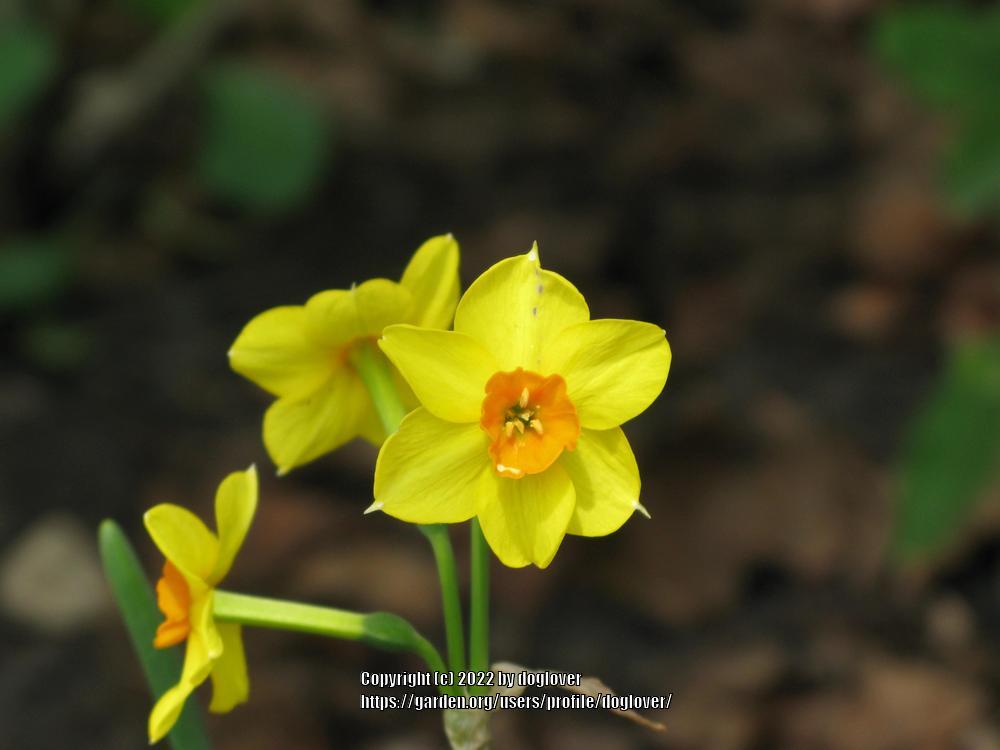 Photo of Tazetta Daffodil (Narcissus 'Martinette') uploaded by doglover