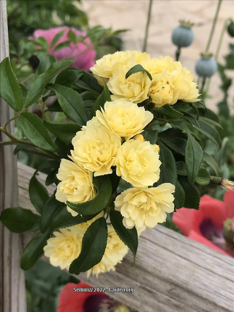 Photo of Lady Banks Yellow (Rosa banksiae 'Lutea') uploaded by sedumzz